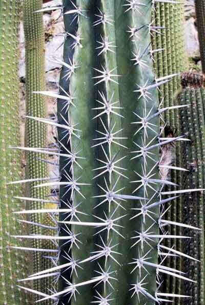 Pachycereus weberi leaf