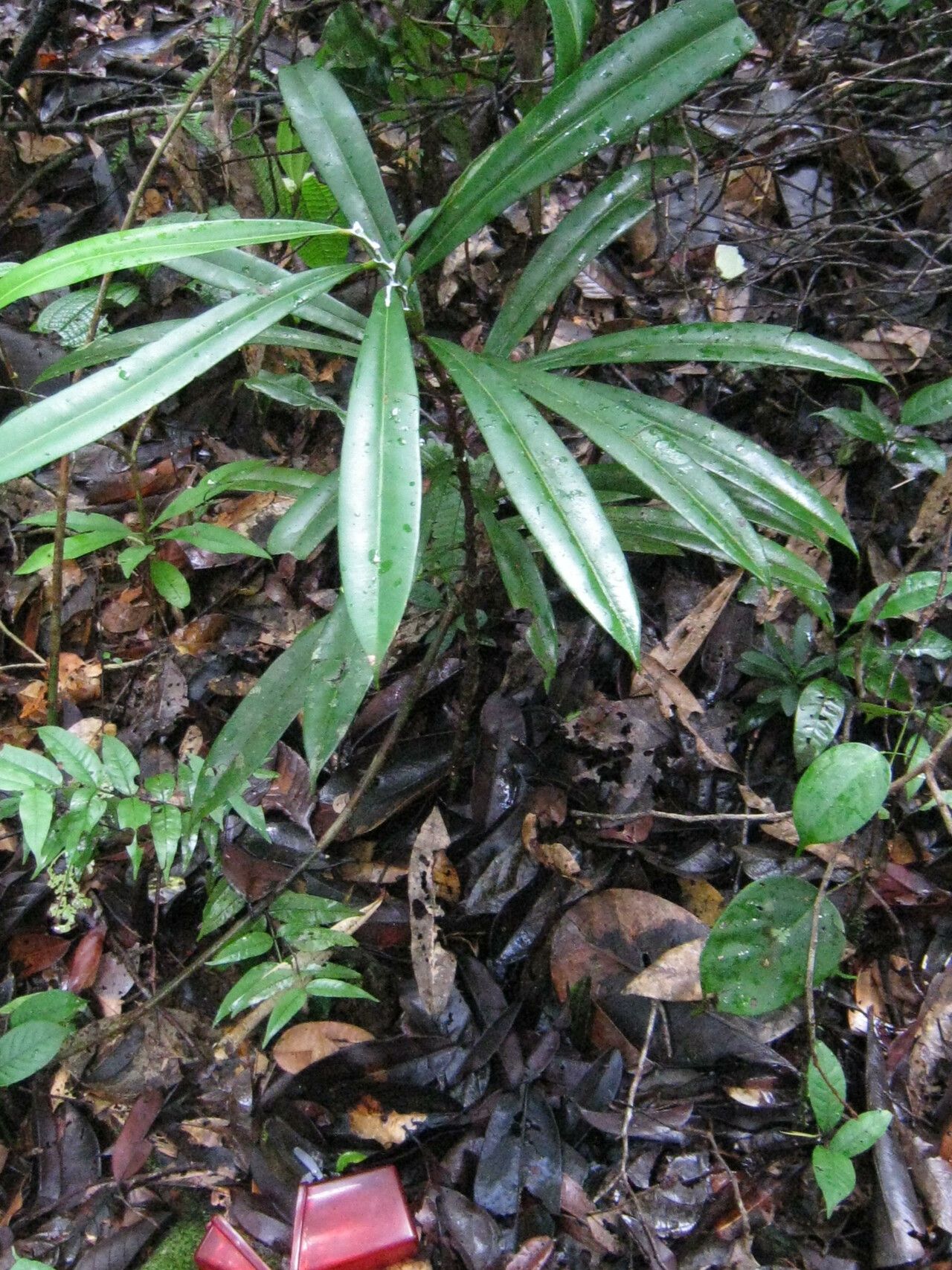 Micropholis guyanensis habit