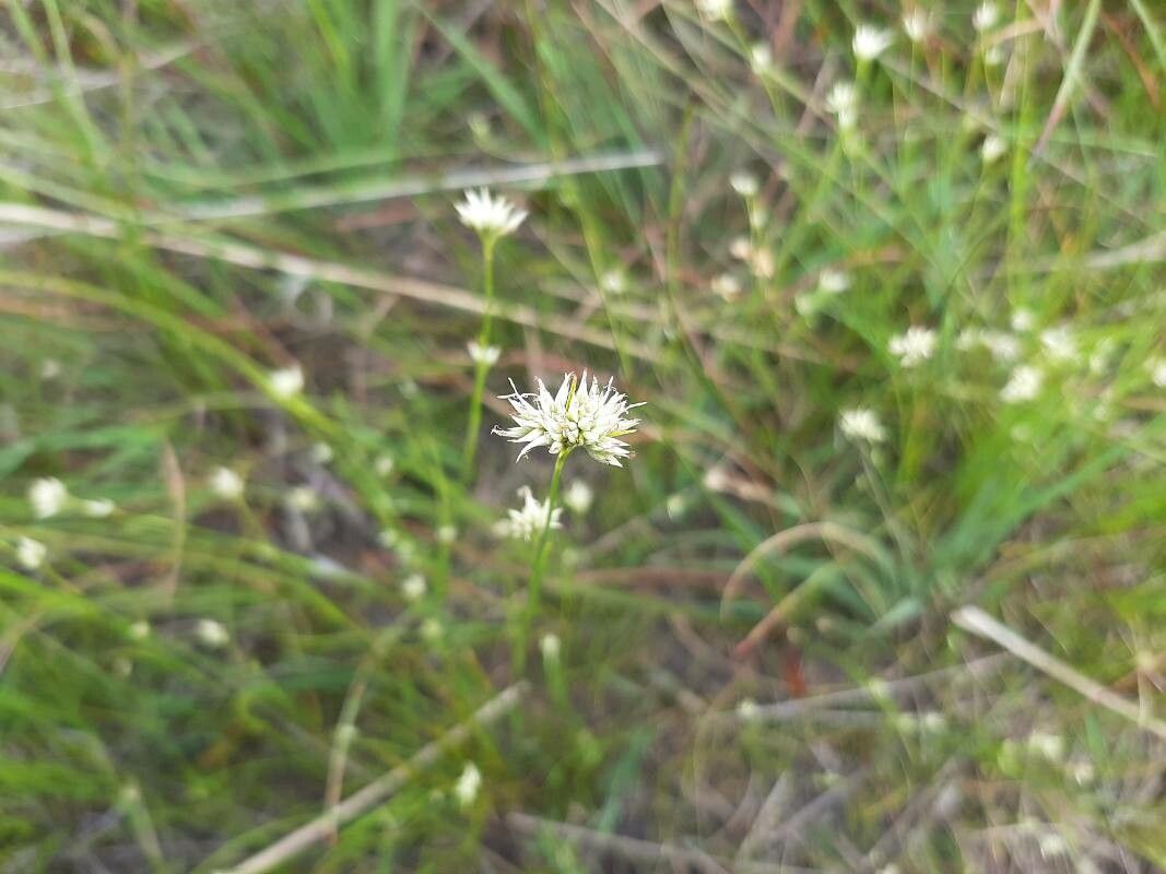 Rhynchospora alba fruit