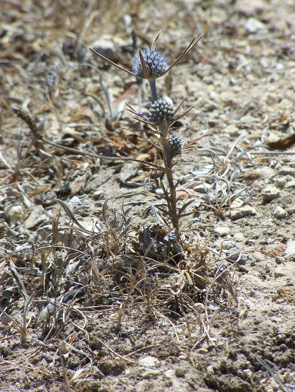 Eryngium dichotomum habit