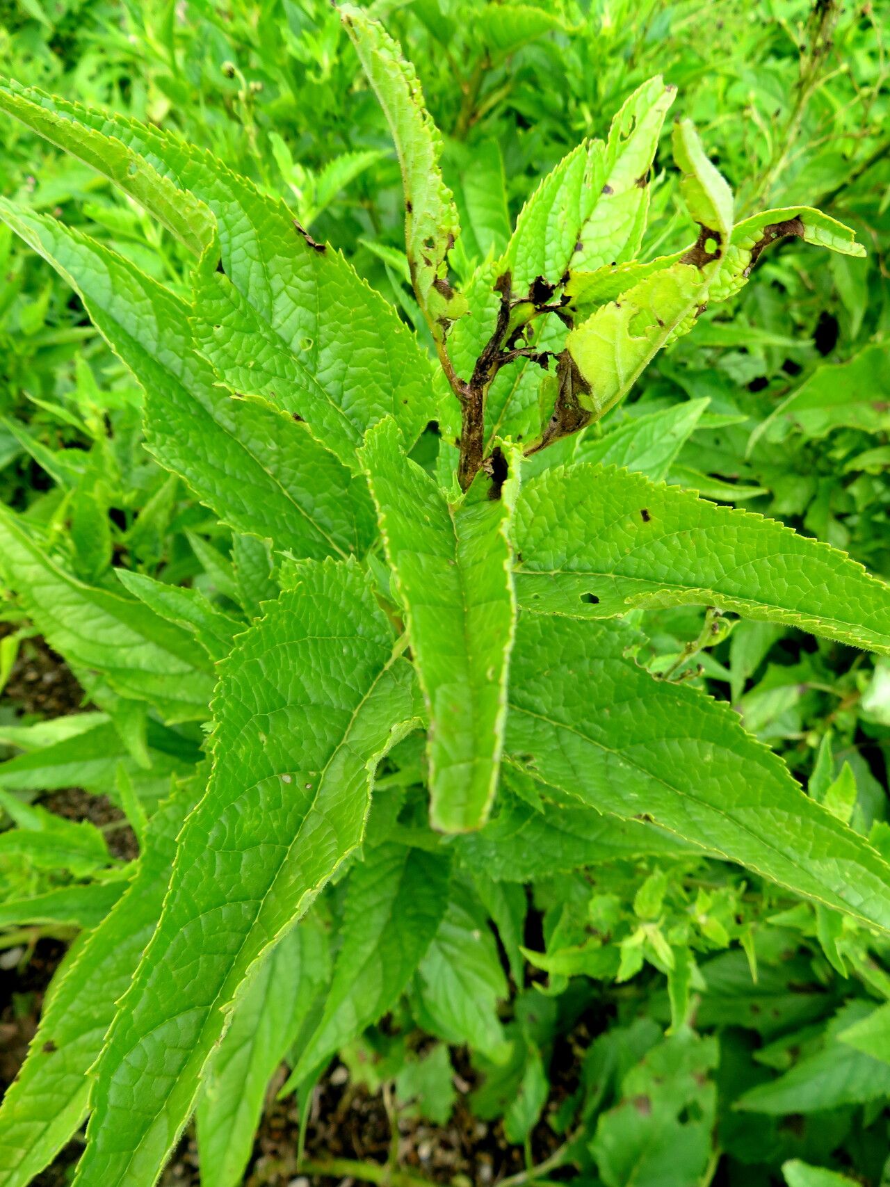 Scrophularia macrobotrys — houseplant care guide