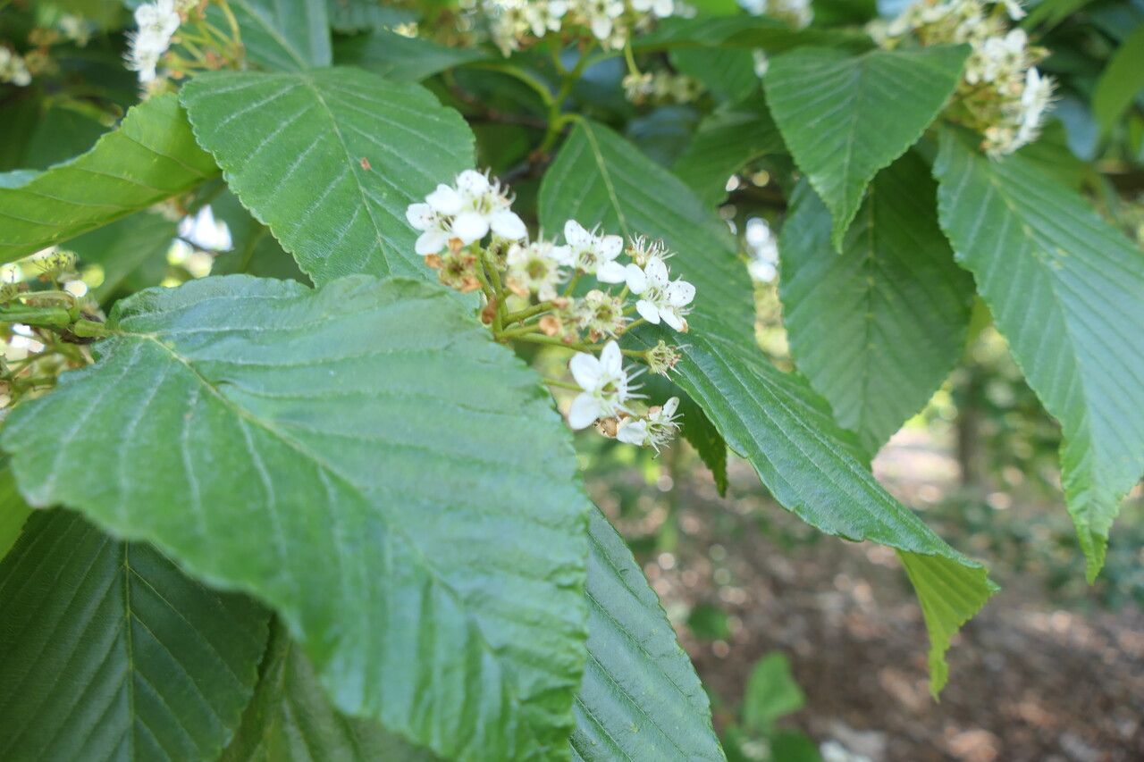 Sorbus caloneura flower