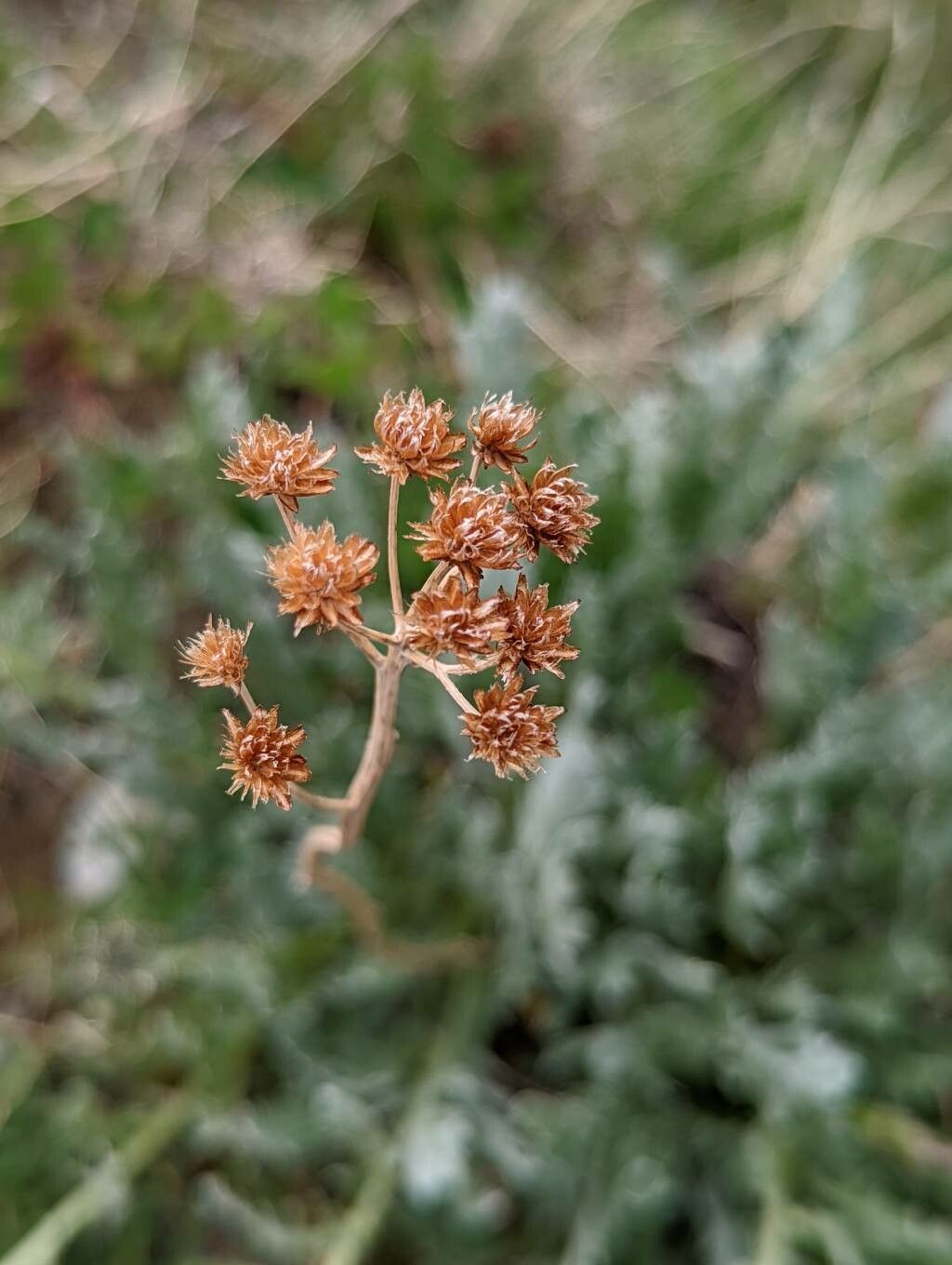 Achillea clavennae fruit
