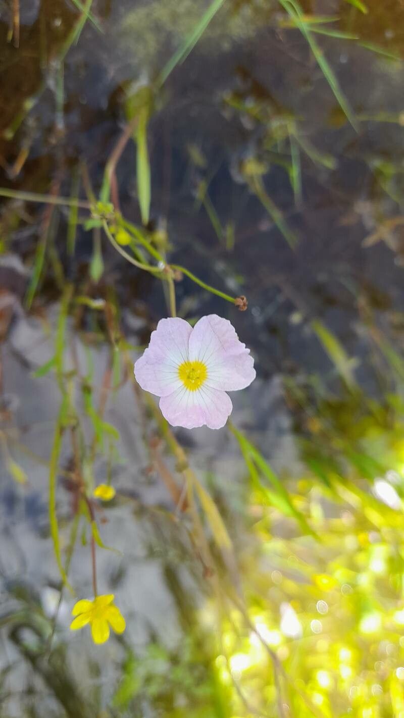 Baldellia repens flower