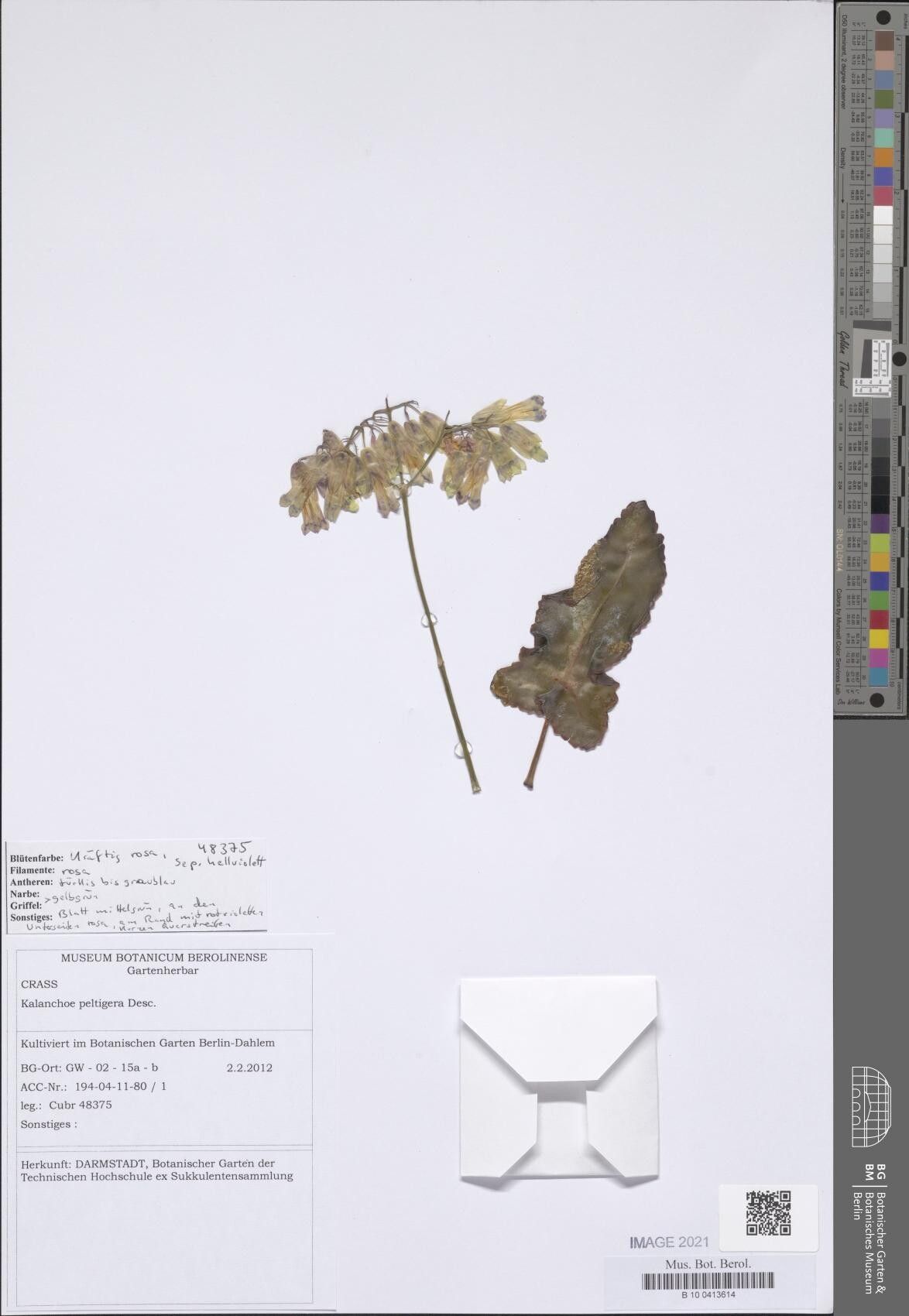 Kalanchoe peltigera — houseplant care guide