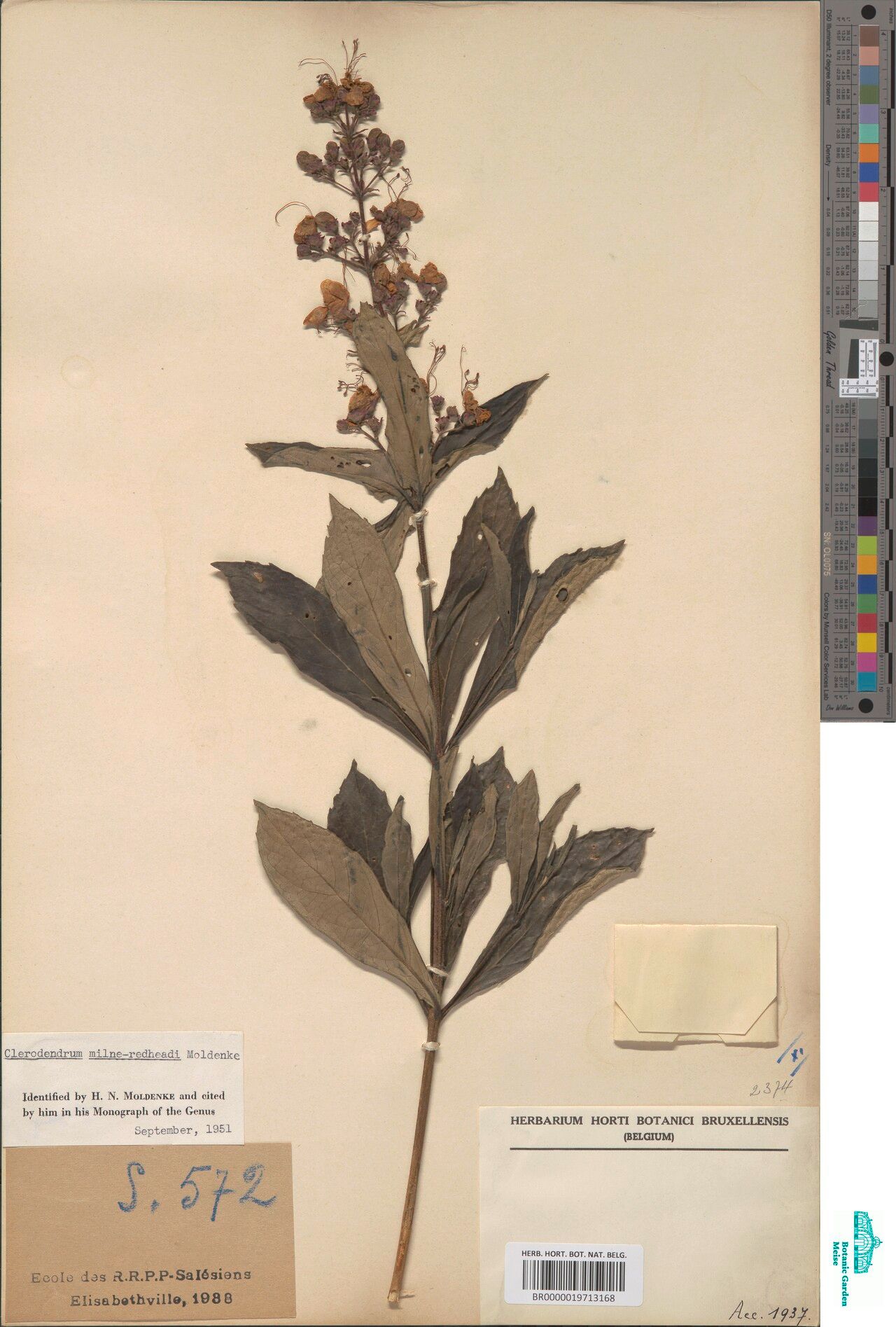 Rotheca luembensis — related species from the same genus