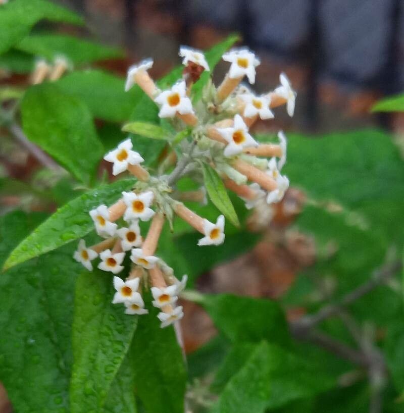 Buddleja auriculata flower