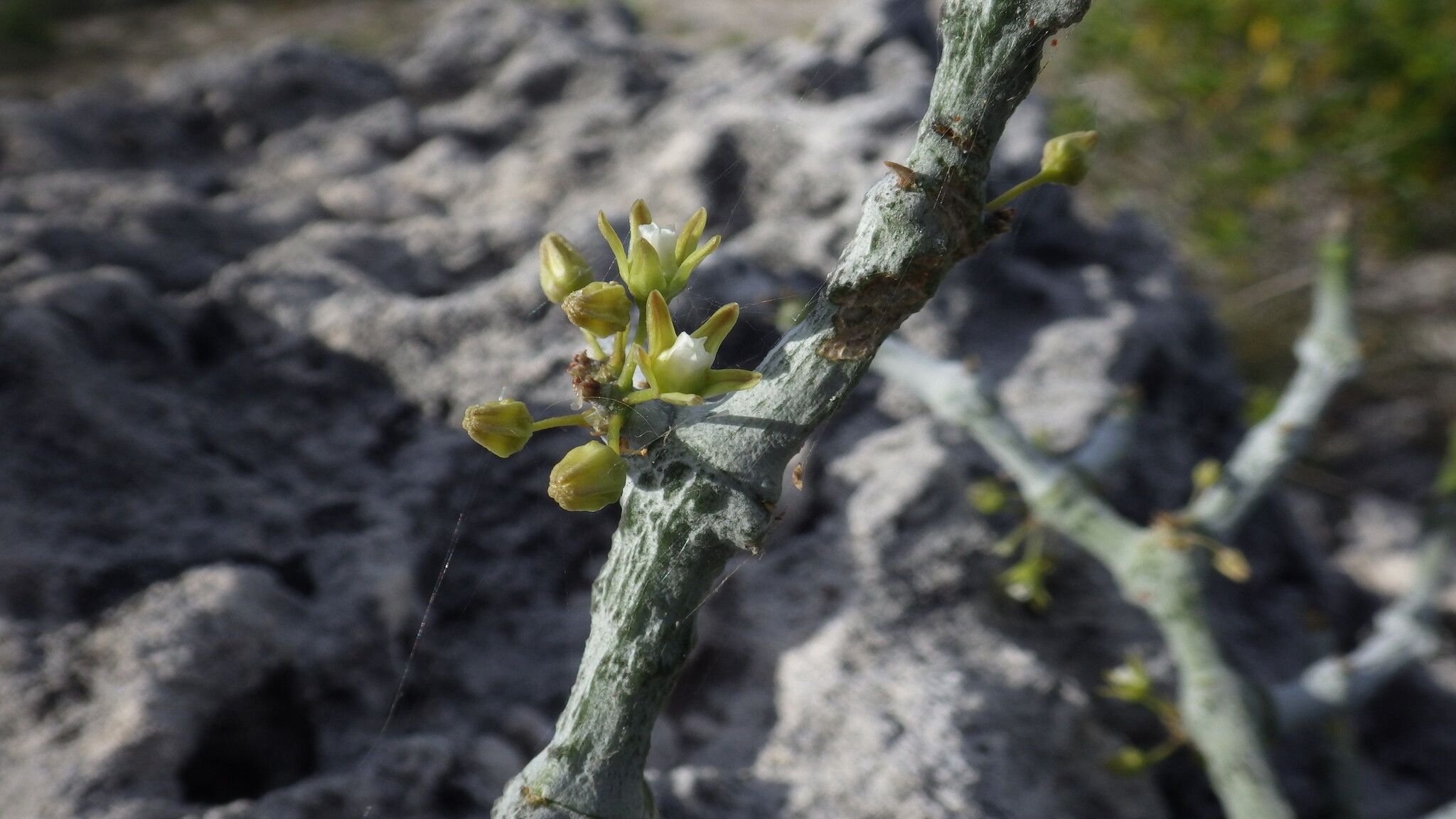 Cynanchum hardyi — houseplant care guide