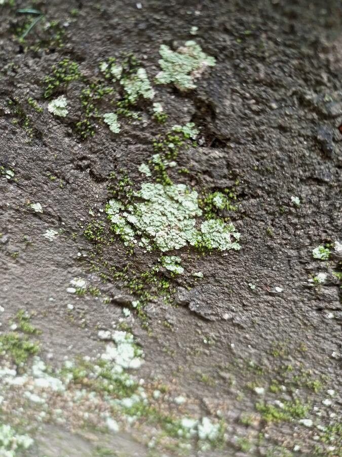 Couma guianensis leaf