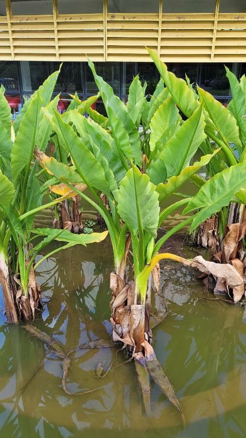 Typhonodorum lindleyanum — flood tolerant houseplant