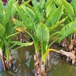 Typhonodorum lindleyanum