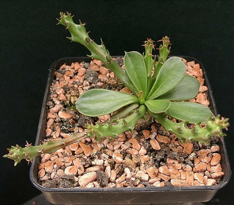Euphorbia decidua habit