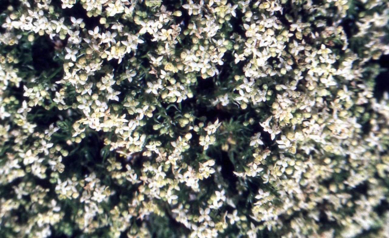 Galium cometorhizon — houseplant care guide