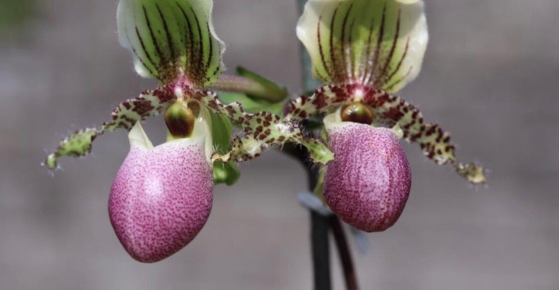 Paphiopedilum victoria-regina — search result for 'Paphiopedilum'