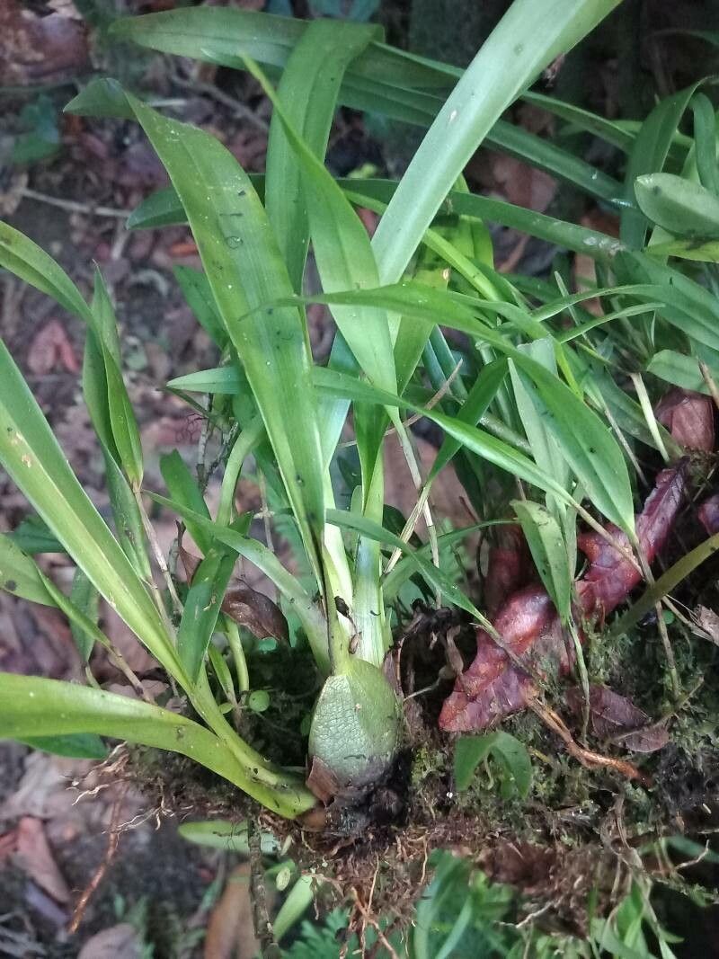 Epidendrum ramosum leaf