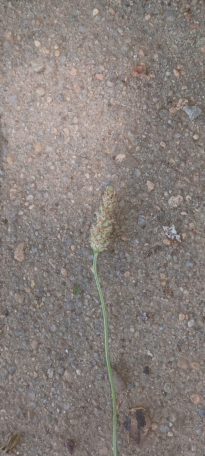 Plantago helleri fruit