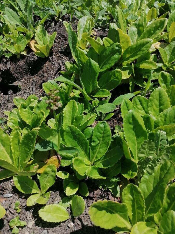 Wulfenia carinthiaca — search result for 'Austria'