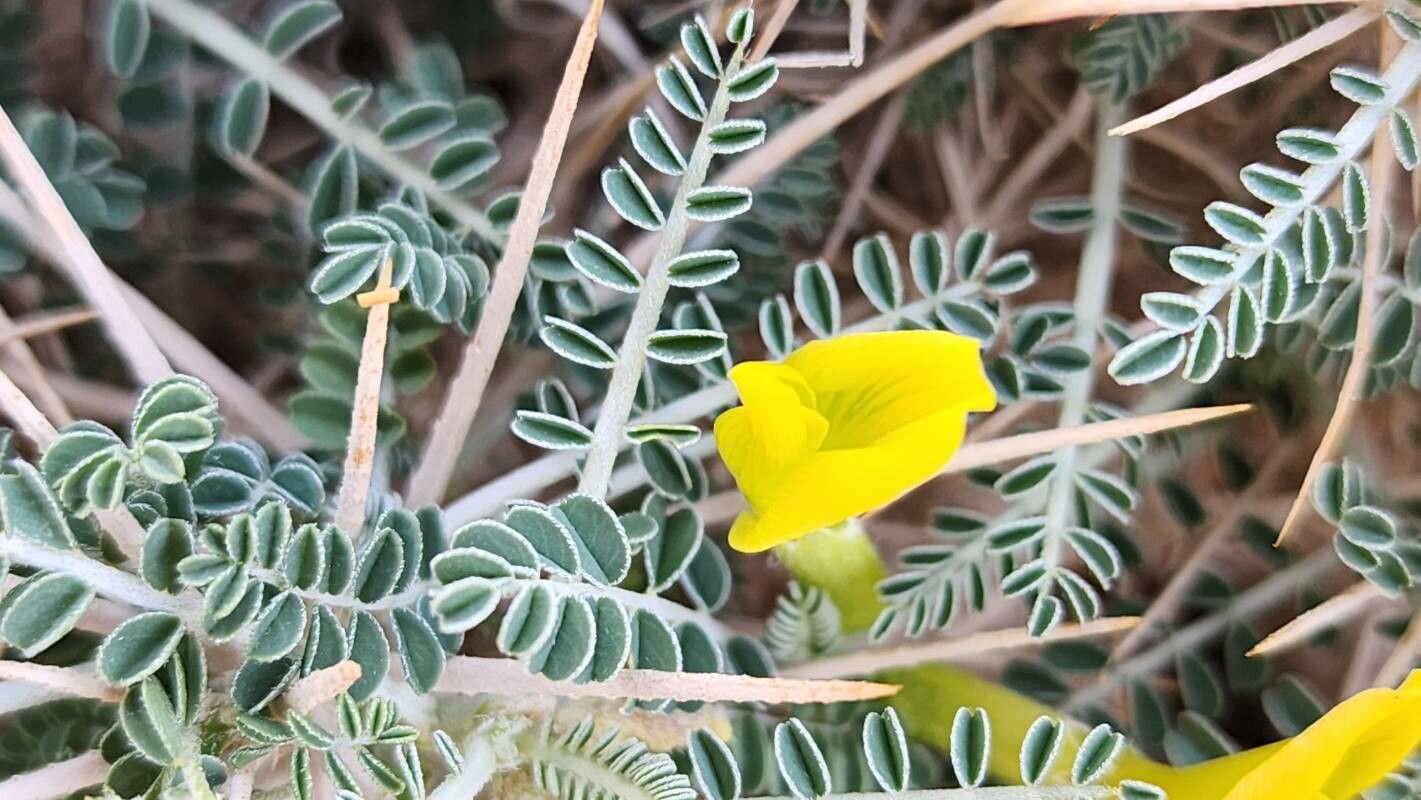 Astragalus sieberi flower