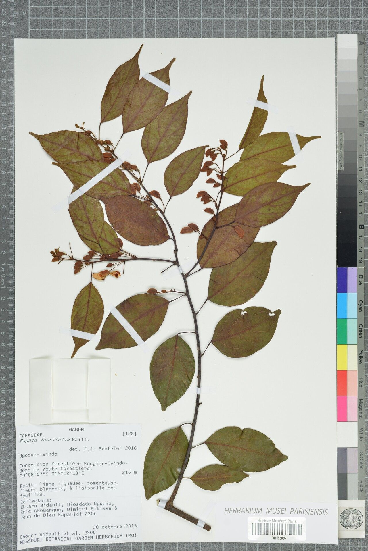 Baphia cuspidata — houseplant care guide