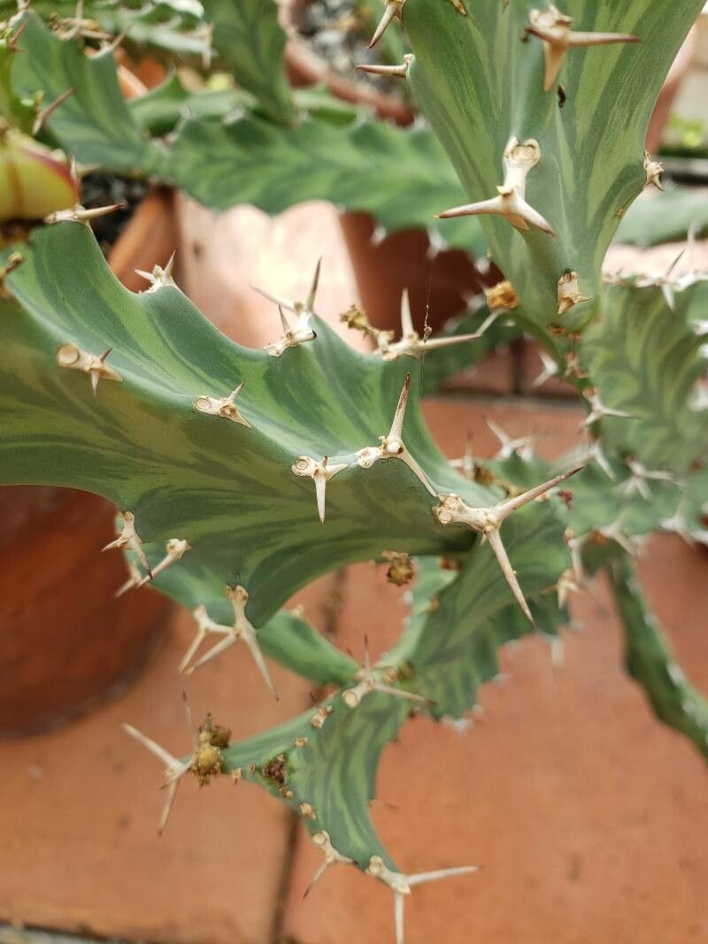 Euphorbia buruana leaf