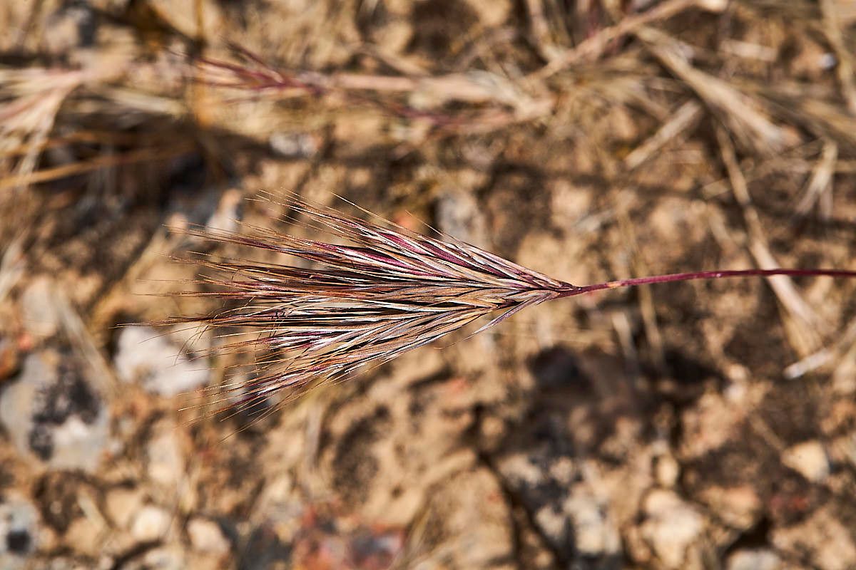 Anisantha rubens fruit