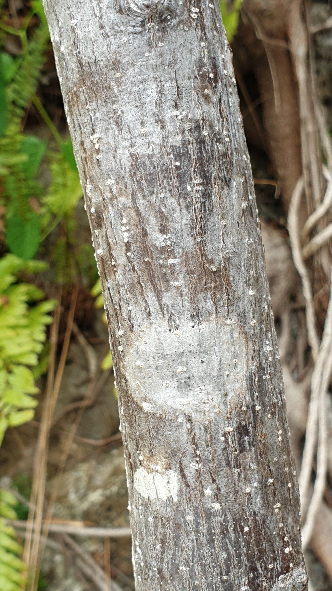Operculicarya gummifera bark