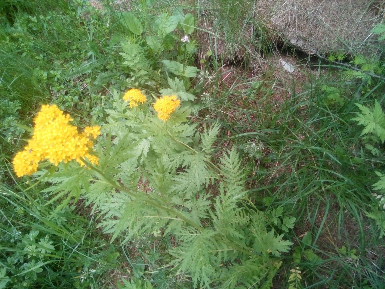 Hugueninia tanacetifolia — search result for 'Sisymbrium'