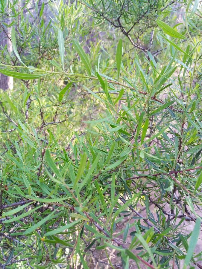 Salix melanopsis — houseplant care guide