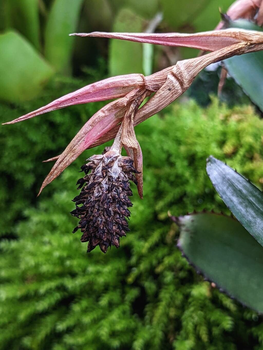 Aechmea pineliana fruit