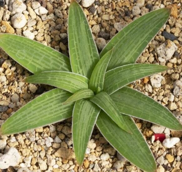 Bulbine fallax — search result for 'Bulbine'