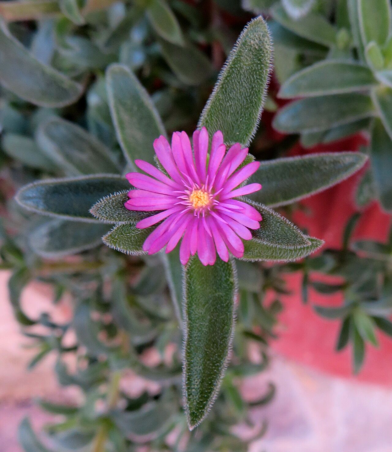 Delosperma ashtonii flower