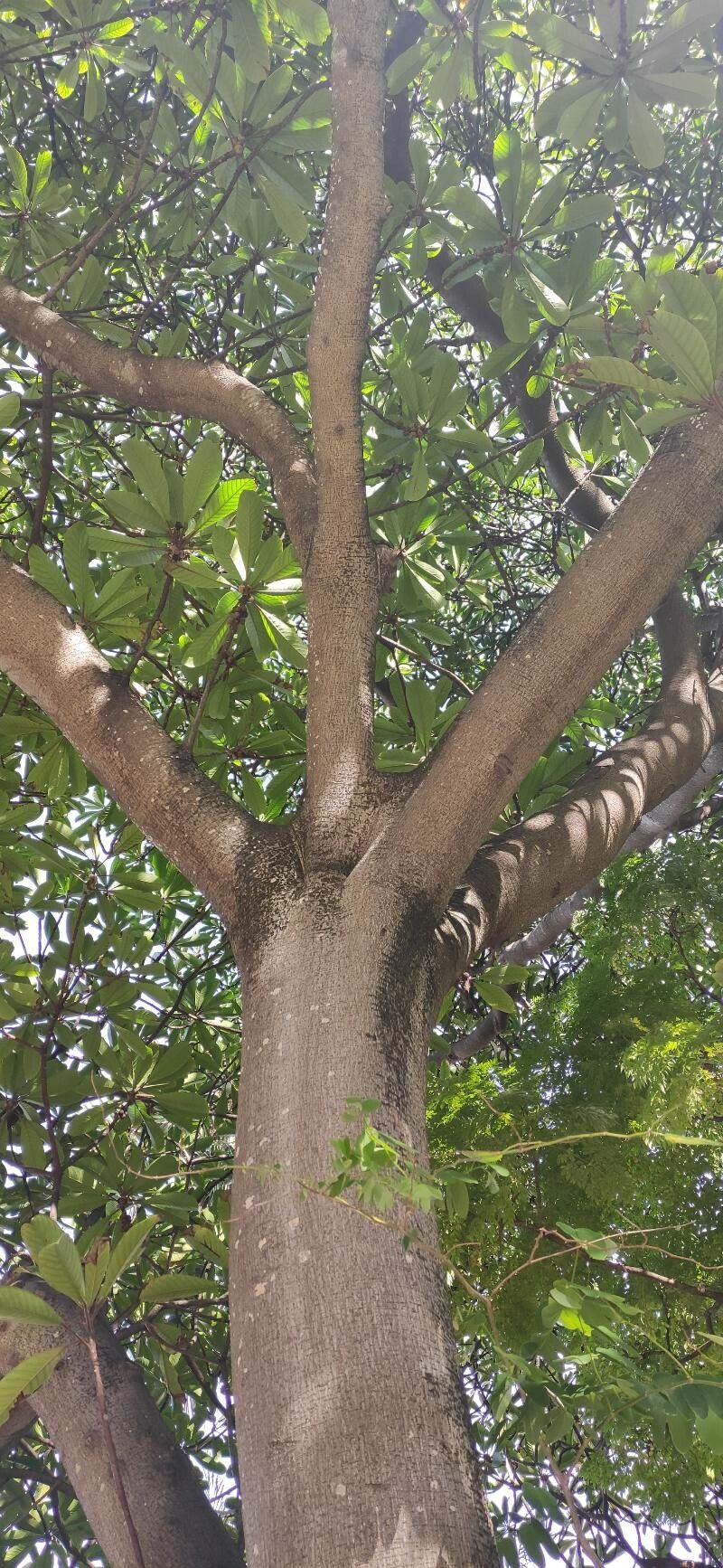 Ficus saussureana habit