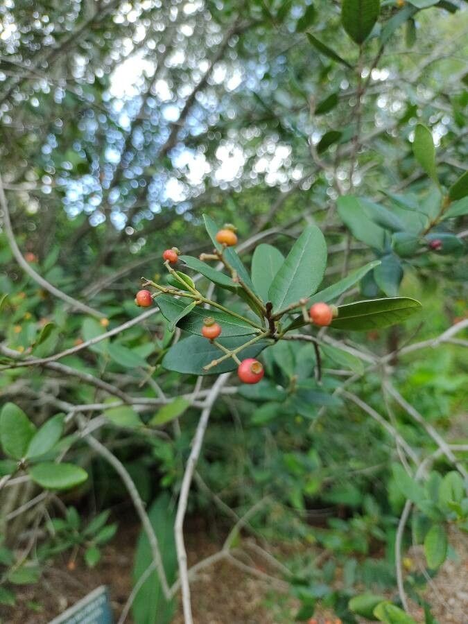 Myrcia palustris fruit