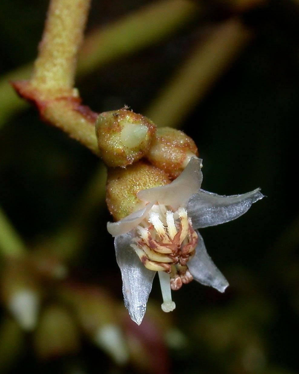 Miconia solearis flower