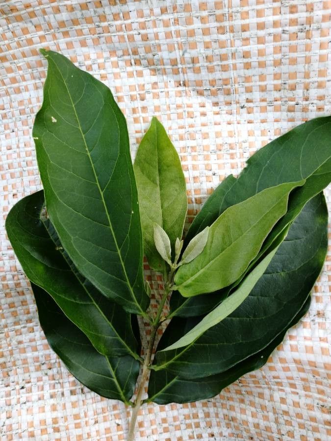 Bunchosia argentea leaf