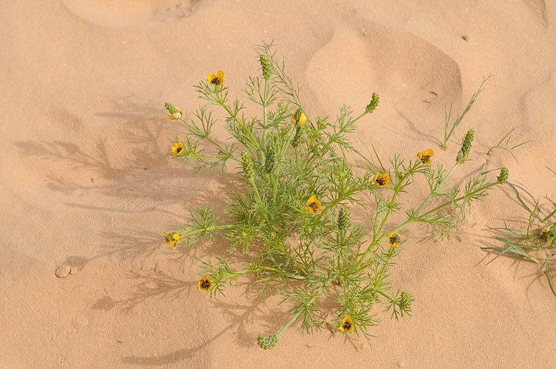 Adonis dentata flower