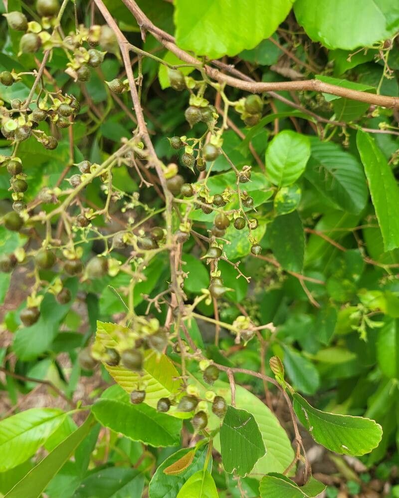 Tetracera scandens fruit