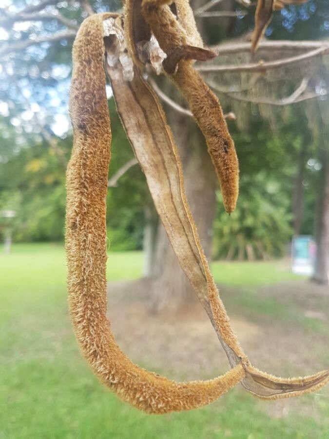 Handroanthus chrysotrichus fruit