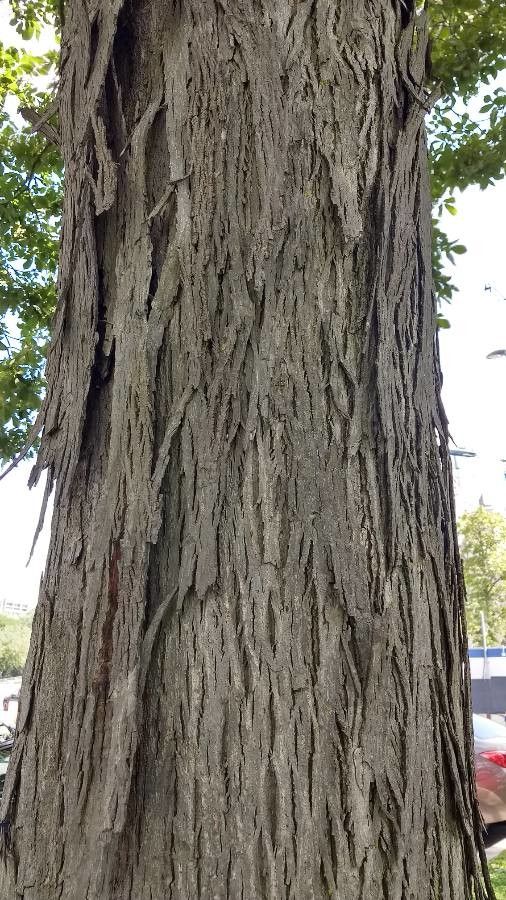 Carya laciniosa bark