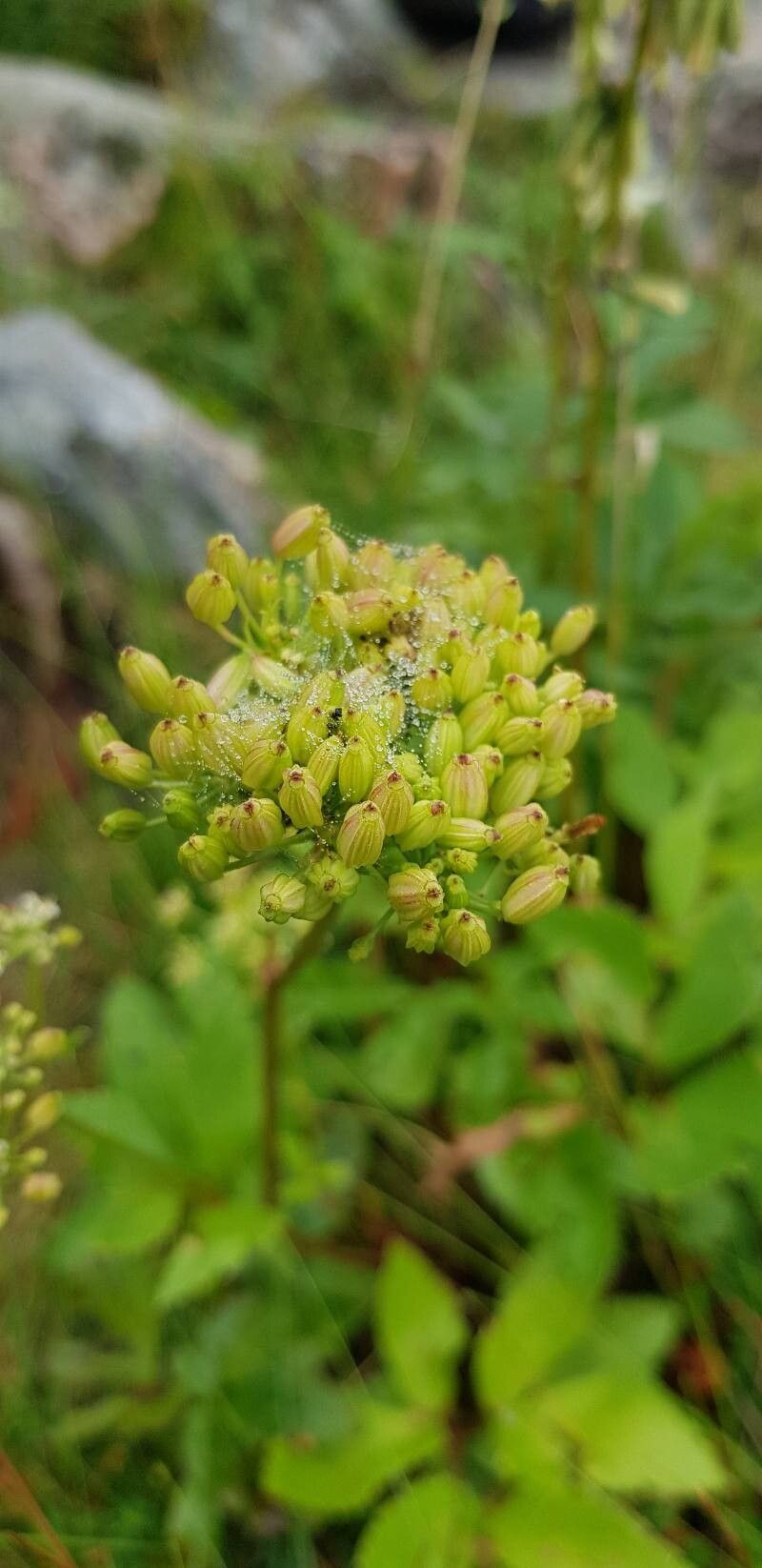 Ligusticum scothicum fruit