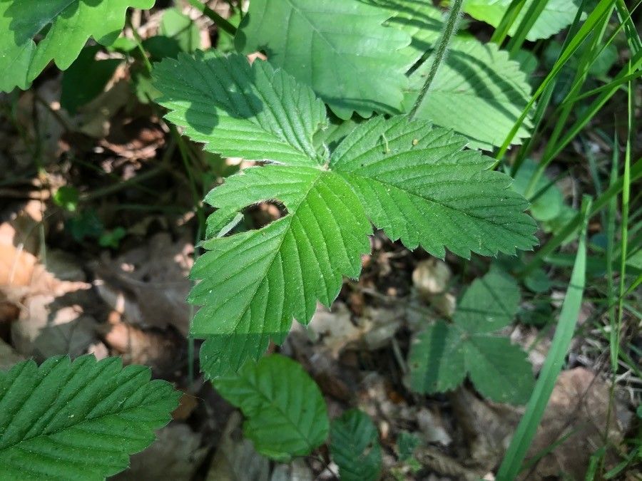 Fragaria moschata leaf