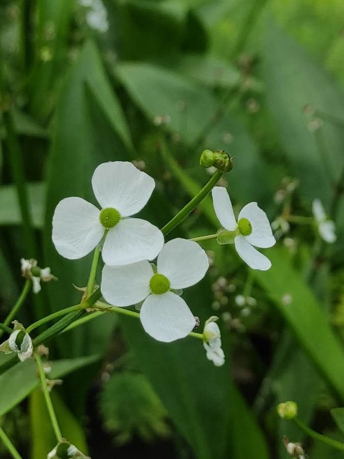 Sagittaria graminea flower