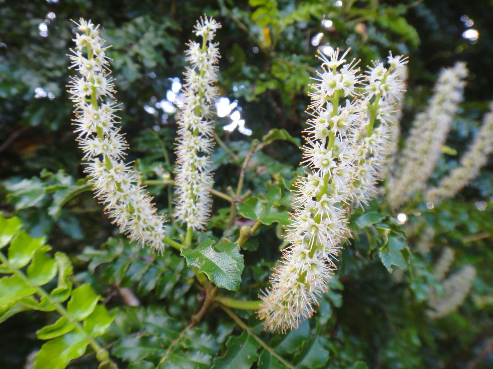 Cunonia aoupiniensis flower