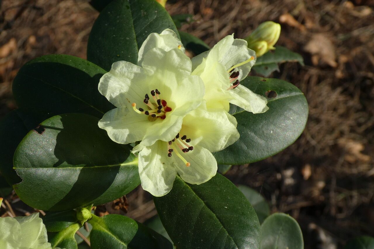 Rhododendron eclecteum flower