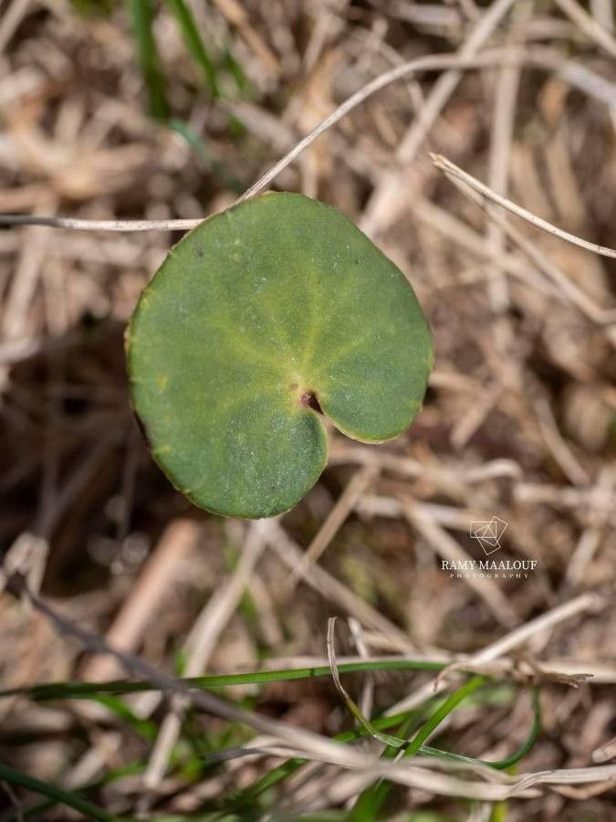 Soldanella hungarica — related species from the same genus