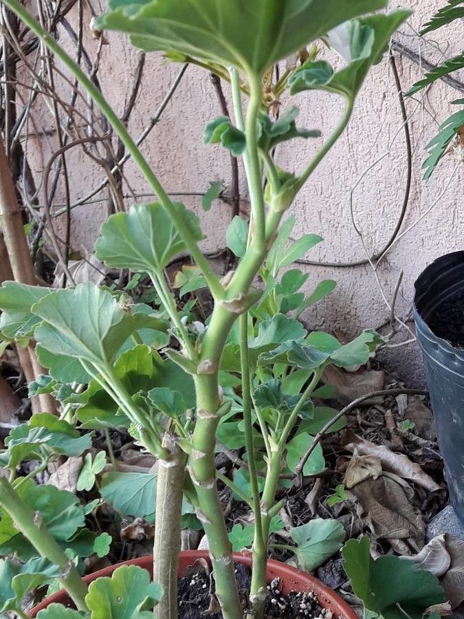 Pelargonium × hortorum bark