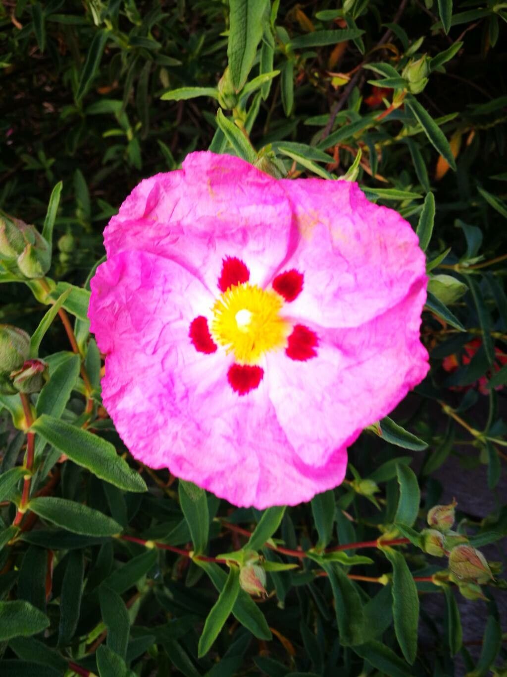 Cistus × purpureus flower