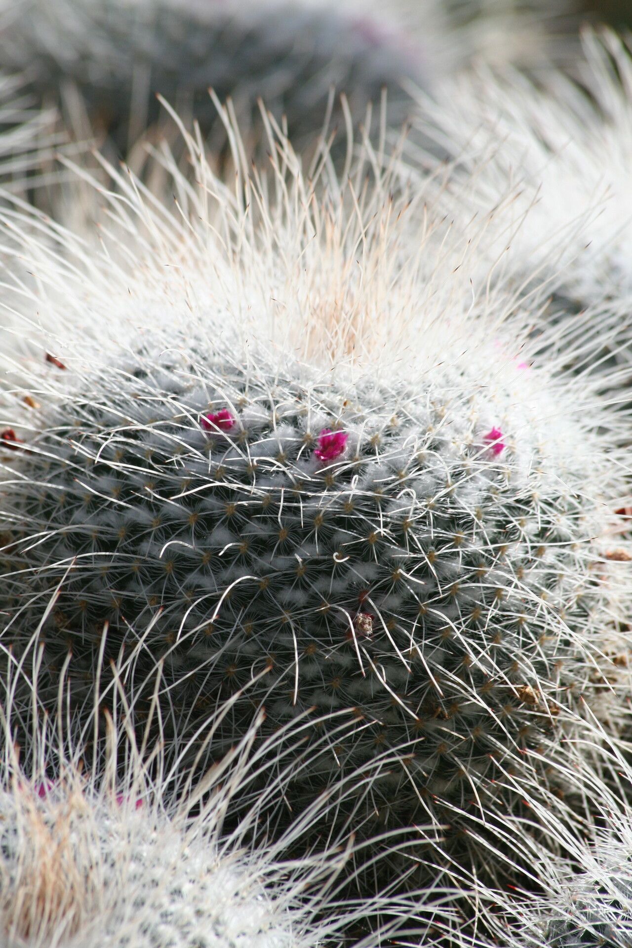 Mammillaria geminispina flower