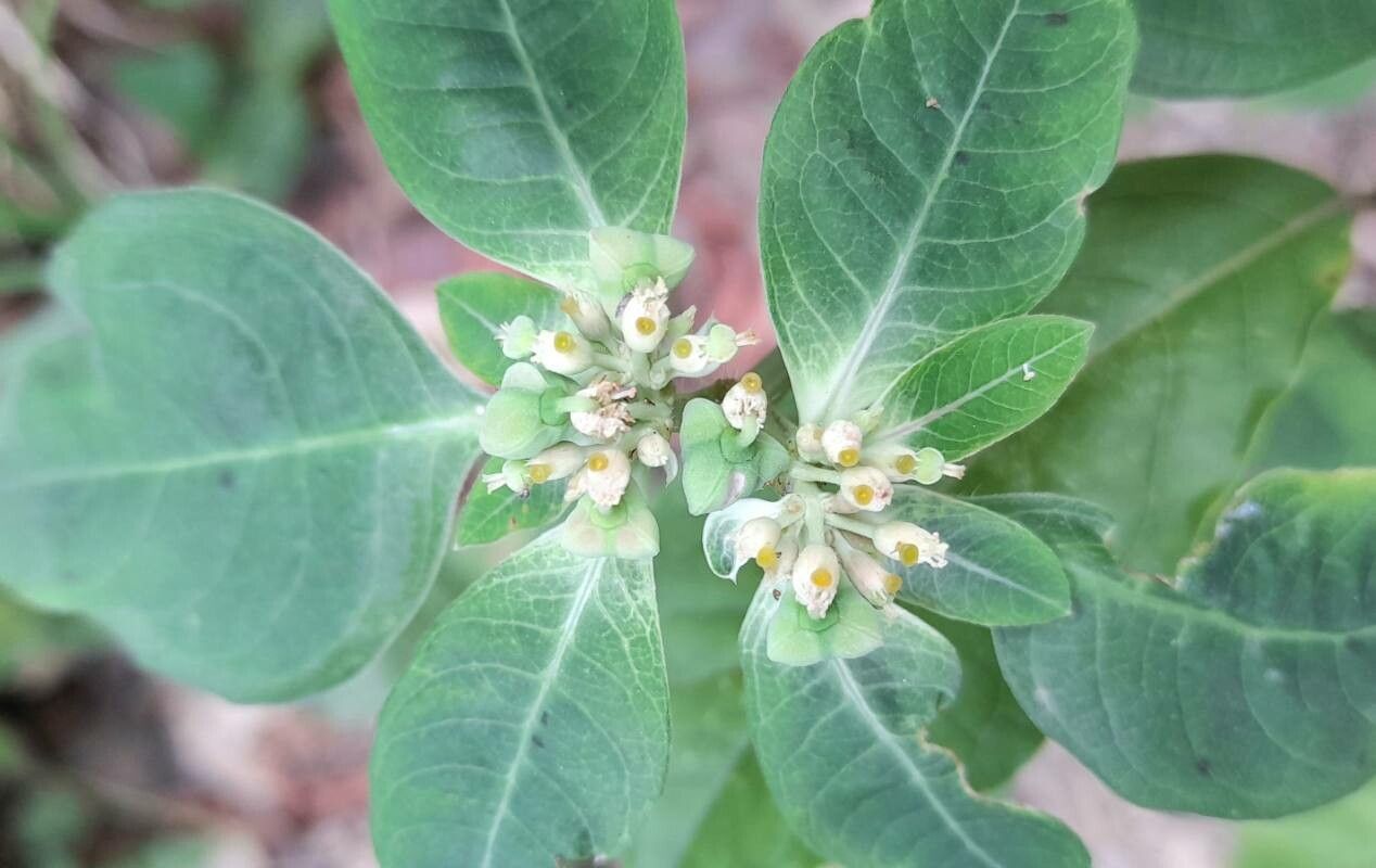 Euphorbia heterophylla flower