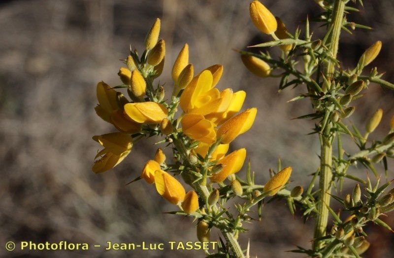 Ulex baeticus other